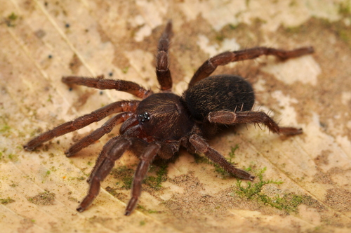 Cyrtogrammomma frevo