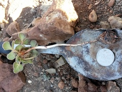 Oxalis melanosticta melanosticta