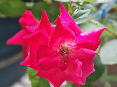 Rosa