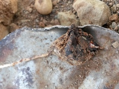 Oxalis melanosticta melanosticta