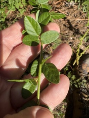author not stated, no rights reserved Desmodium ciliare, photograph author not stated, no rights reserved