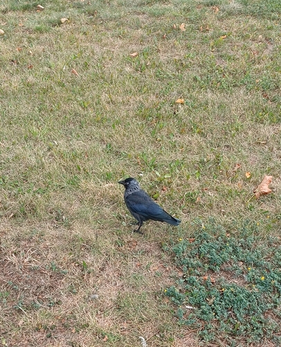 Eurasian Jackdaw