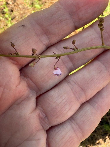 Desmodium ciliare, photograph 4