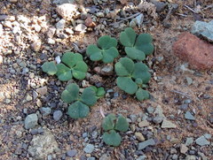 Oxalis grammopetala