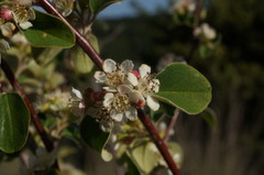 Cotoneaster tauricus
