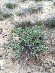 Acleisanthes lanceolata