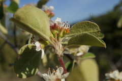 Cotoneaster tauricus