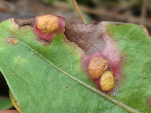 Puccinia dioicae silvatica