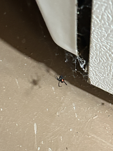 Southern Black Widow