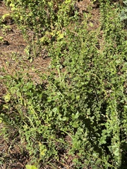 author not stated, no rights reserved Desmodium ciliare, photograph author not stated, no rights reserved