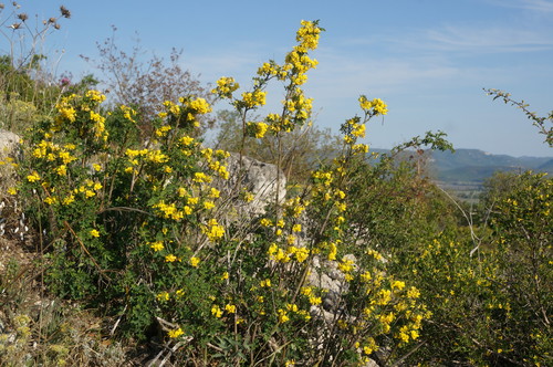 Strauchwicke