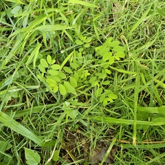 Phyllanthus caroliniensis