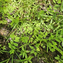Phyllanthus caroliniensis, photograph (c) Christopher Evans, some rights reserved (CC BY)