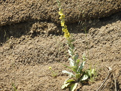 Verbascum damascenum