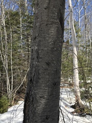 Abies balsamea image