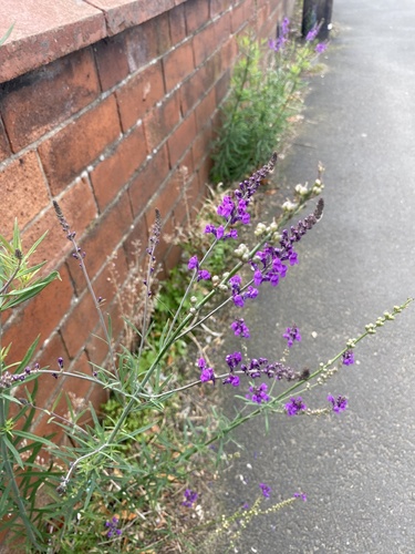 Purple Toadflax