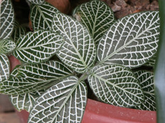 Fittonia albivenis