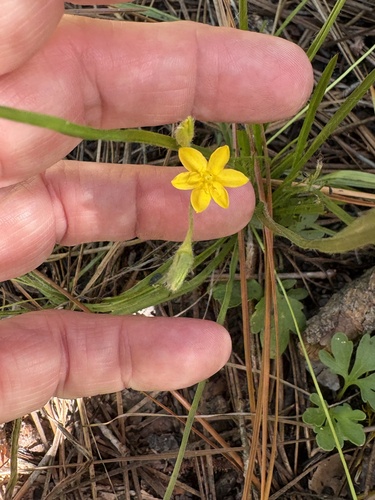 Hypoxis hirsuta, photograph 2