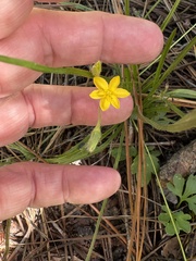 Hypoxis hirsuta, photograph author not stated, no rights reserved