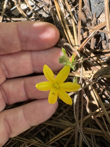 Hypoxis hirsuta, photograph 3
