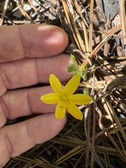 Hypoxis hirsuta, photograph author not stated, no rights reserved
