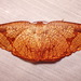 Belonoptera reticula - Photo (c) Alexandre_Laporte, algunos derechos reservados (CC BY-NC), subido por Alexandre_Laporte