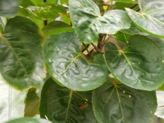 Polyscias scutellaria