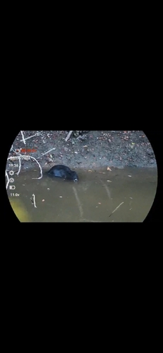 Coypu