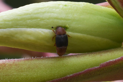 Caplothorax melanopterus
