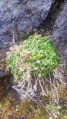 Cochlearia officinalis