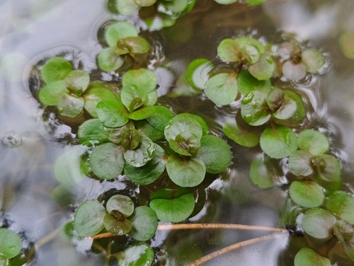 Water-purslane