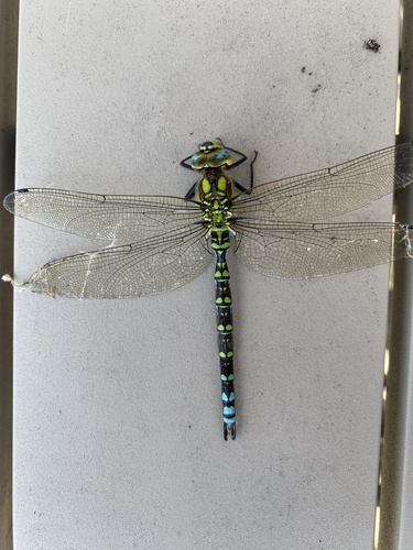Southern Hawker