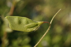 Vicia lentoides