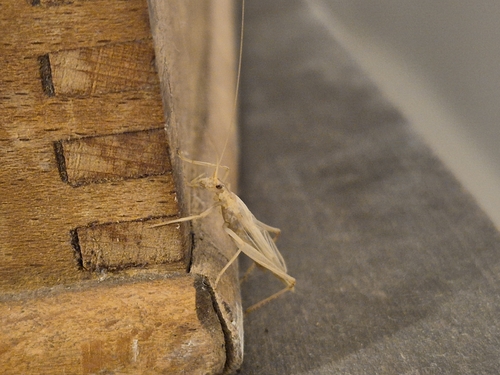 Italian Tree Cricket