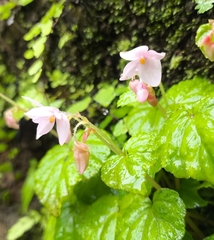 Begonia crenata, photograph (c) chiragmunje, some rights reserved (CC BY)