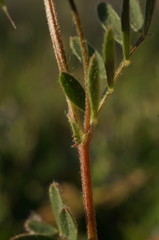Vicia lentoides