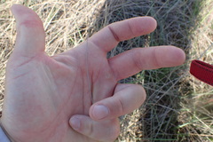 Paspalum monostachyum
