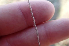 Paspalum monostachyum