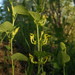 Aristolochia clematitis - Photo (c) Сергей,  זכויות יוצרים חלקיות (CC BY-NC), הועלה על ידי Сергей