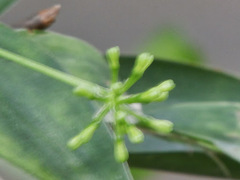 Dracaena surculosa