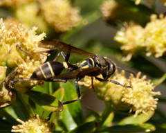 Polybia plebeja