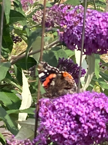 Red Admiral