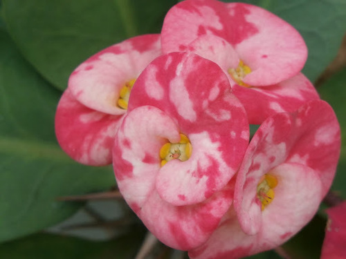 Hybrid Euphorbia × lomi · iNaturalist