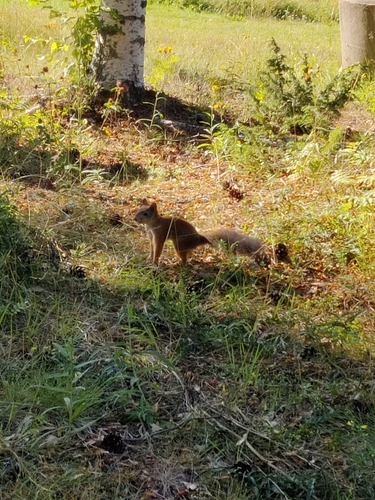 Eurasian Red Squirrel