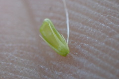Rhynchospora macrostachya
