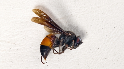Lesser Banded Hornet