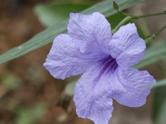 Ruellia simplex