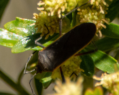 Staluptus marginalis