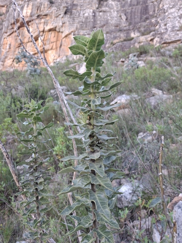 Gomphocarpus cancellatus, photograph 5