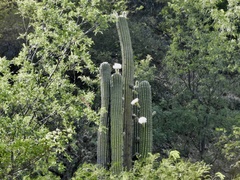 Trichocereus terscheckii